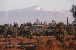 Image du Maroc Professionnelle de  La ville de Marrakech fut entouré par des fermes aux jardins de fruits où les grandes familles passaient du beau temps durant leurs Nzaha (une sorte de pique nique locale), Lundi 19 Août 1997. Au fond le haut Atlas enneigé. (Photo / Abdeljalil Bounhar)